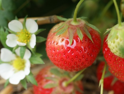 Erdbeere