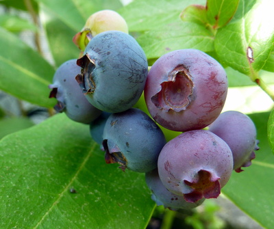 Heidelbeere – Blaubeere