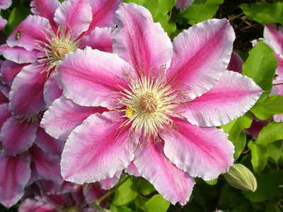 Clematis – Waldrebe