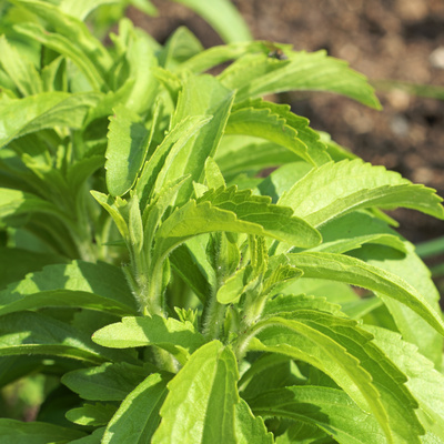 Stevia