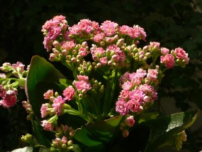 Flammendes Käthchen